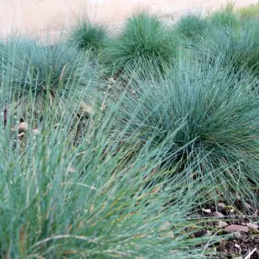 Hvilken prydgræs hvor?